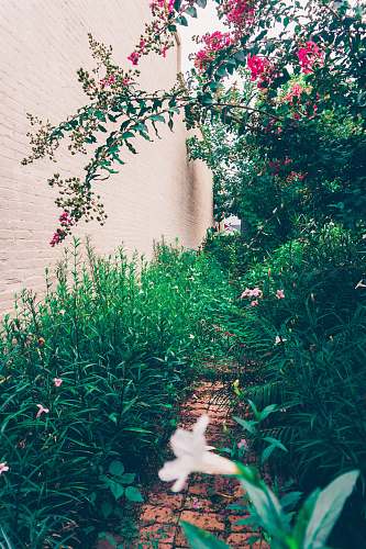 potted plant narrow pathway surrounded by plants and flowers jar